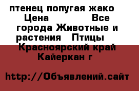 птенец попугая жако  › Цена ­ 60 000 - Все города Животные и растения » Птицы   . Красноярский край,Кайеркан г.